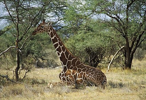 网纹长颈鹿,长颈鹿,萨布鲁国家公园,肯尼亚