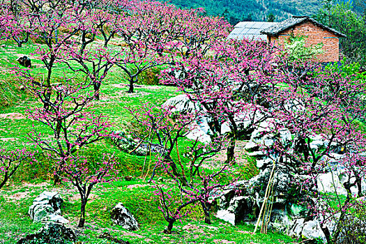 连平,桃花,桃林,岩石