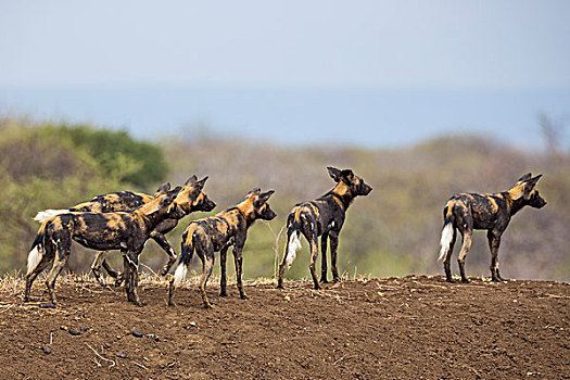 肯尼亚,野狗,暸望,动物,杀