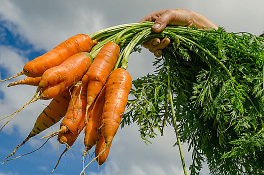 胡萝卜,蔬菜,花园