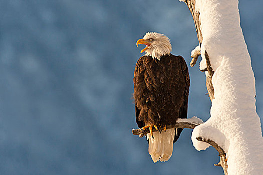美国,阿拉斯加,契凯特白头鹰保护区,白头鹰,栖息,枝头