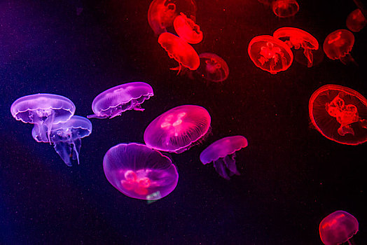 阿联酋迪拜棕榈岛,失落的空间,水族馆水母世界