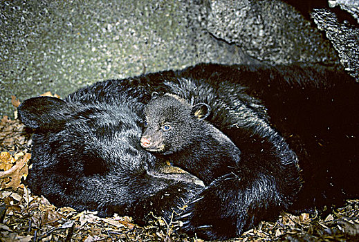冬眠,母兽,黑熊,美洲黑熊,老,幼兽