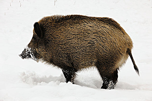 野猪,獠牙动物,雪,冬天