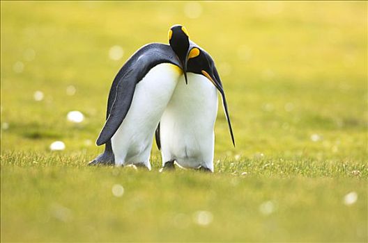 帝企鹅,伴侣,求爱,自愿角,东福克兰,岛屿,福克兰群岛