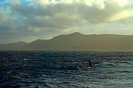 南极,靠近,麦夸里岛,南方大海燕,飞行,上方,海洋