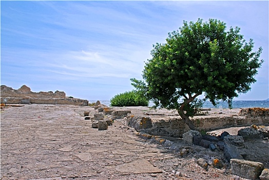 古迹,普拉,意大利,橄榄树,海洋