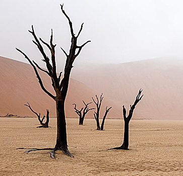 纳米比亚,纳米比诺克陆夫国家公园,死亡谷,怪异,雨天,状况,早晨,画廊