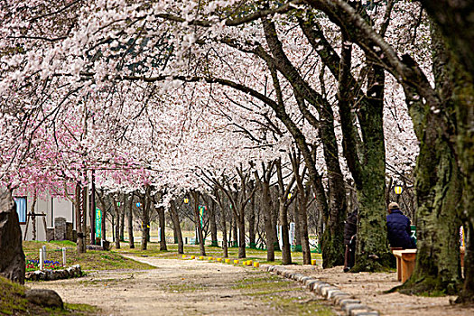 樱花,公园,京都,日本