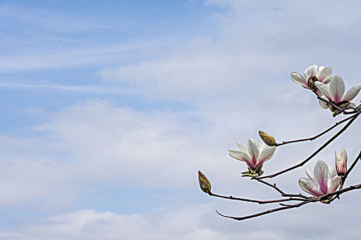 木兰花