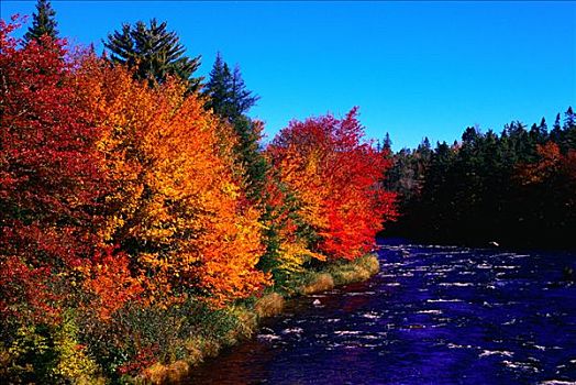 秋天,景色,游戏,保护区,新斯科舍省,加拿大