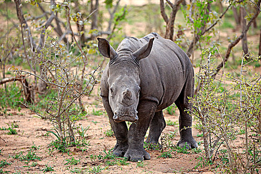白犀牛,小动物,警惕,厚皮动物,沙子,禁猎区,克鲁格国家公园,南非,非洲