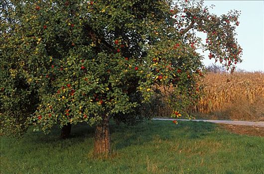 苹果树,施蒂里亚,奥地利