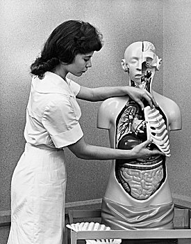 侧面,女性,医学生,修理,胸腔,解剖模型