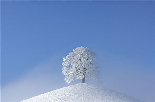 霜冻,树,白霜,冰碛,中心,瑞士,欧洲