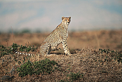 肯尼亚,马赛马拉国家保护区,雌性,印度豹,猎豹,大幅,尺寸