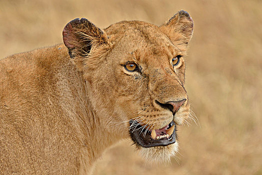 雌狮,狮子,头像,裂谷省,肯尼亚,非洲
