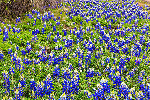 矢车菊,野花,靠近,柳树,城市,德克萨斯,美国