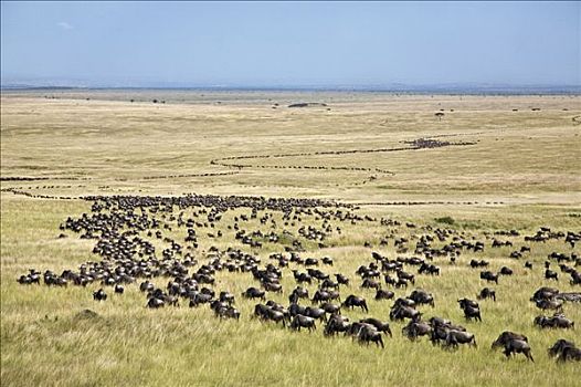 肯尼亚,马赛马拉,纳罗克地区,长,柱子,角马,之字形,草原,迁徙,塞伦盖蒂国家公园,坦桑尼亚北部,马赛马拉国家保护区,南方