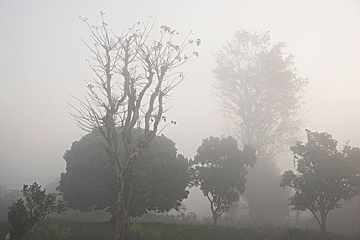 晨雾,毯子,河岸,靠近,河,缅甸