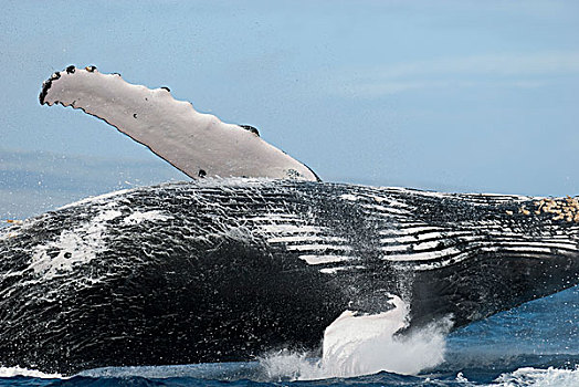 驼背鲸,大翅鲸属,鲸鱼,毛伊岛,夏威夷,次序,提示,照相