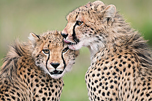 印度豹,猎豹,幼兽,舔,肯尼亚