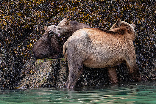 大灰熊,母熊,两个,玩,幼兽,低,小湾,第一,领土,大熊雨林,不列颠哥伦比亚省,加拿大