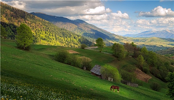 风景,马,喀尔巴阡山脉地区