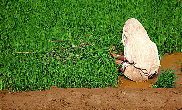 印度女人,种植,稻米,照片