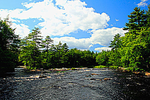河,流动,树林,新斯科舍省,加拿大