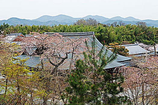 景色,屋顶,庙宇,京都