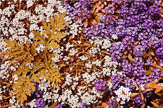 白色,紫色,岩水芹,花