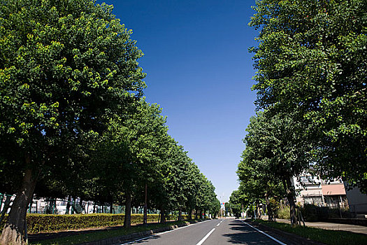 道路,千叶,新城