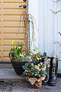 春季插花,银柳,水仙,种植器皿,菟葵,包装,纸,一对,胶皮靴