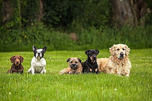 五个,狗,卧,草坪,张望,相同,方向
