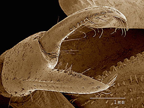 电子显微扫描图,爪,小提琴手,螃蟹