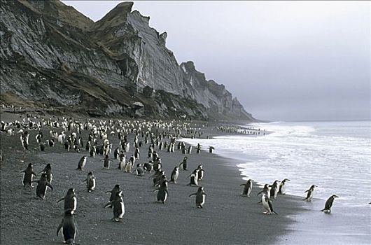 帽带企鹅,南极企鹅,群,海滩,靠近,生物群,欺骗岛,南设得兰群岛,南极