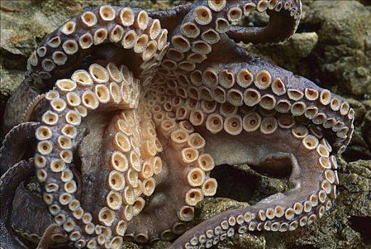 章鱼,触角,展示,新西兰