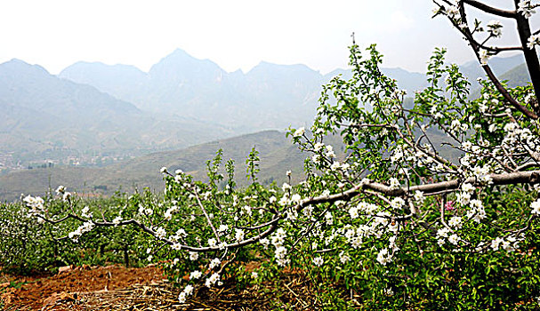 春花烂漫醉太行