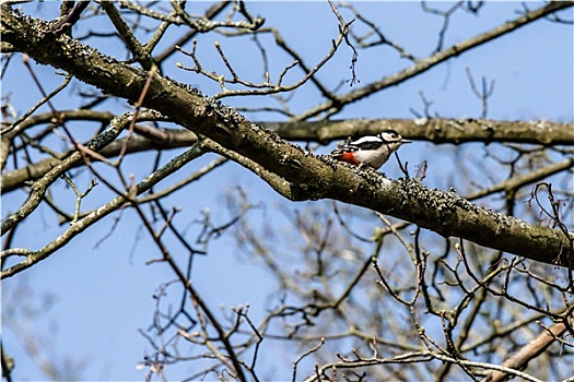啄木鸟,树,春天