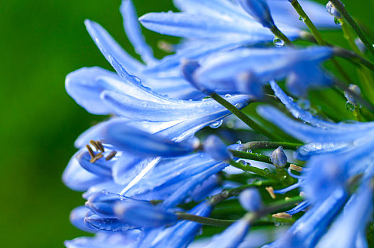 花园农场盛开的花,蕊马蓝