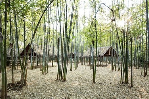 小屋,围绕,竹子,树,缅甸