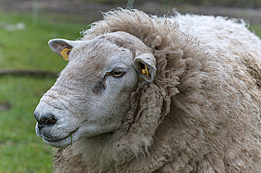 特塞尔,绵羊,头像,梅克伦堡前波莫瑞州,德国,欧洲