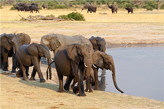 牧群,非洲象,喝,泥,水坑