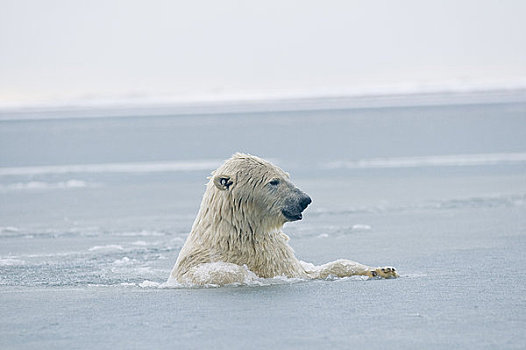 北极熊,公猪,水,冰冻,向上,岛屿,区域,北极圈,国家野生动植物保护区,阿拉斯加