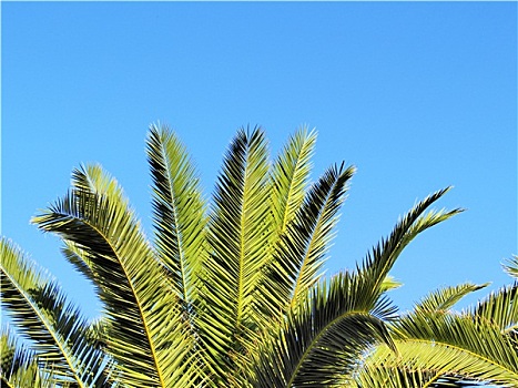 棕榈树,兰索罗特岛