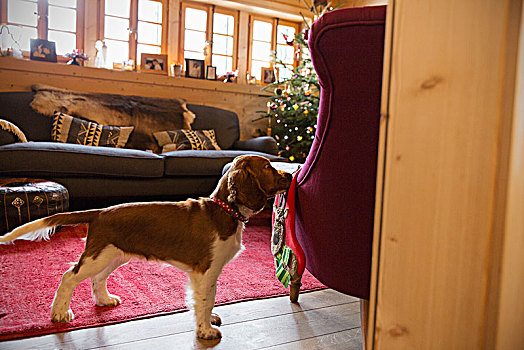 可爱,狗,圣诞袜,圣诞节,客厅