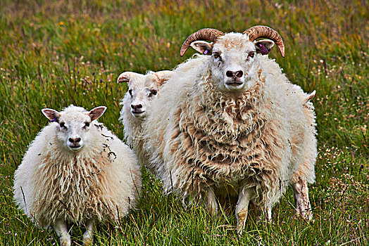 冰岛,绵羊,地点