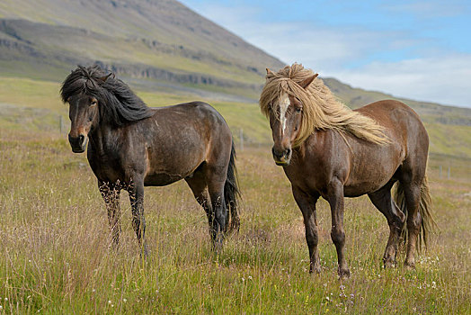 两个,褐色,冰岛马,马,草场,冰岛,欧洲