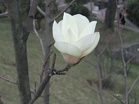 三明市桃花